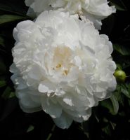 Peony Baroness Schroeder